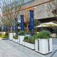 龙紫蓬